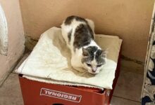 Vecinos de Los Godos I denuncian envenenamiento a 15 mascotas y exigen justicia