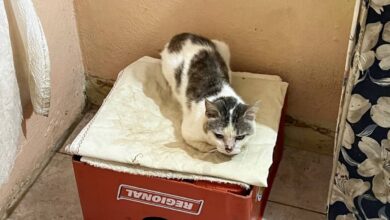 Vecinos de Los Godos I denuncian envenenamiento a 15 mascotas y exigen justicia