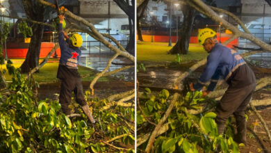 Alcaldía de Caracas se despliega en emergencia por caída de árboles tras intensas lluvias