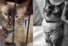 Muere Félix, el gato que sobrevivió 37 días bajo los escombros del terremoto en La Guaira