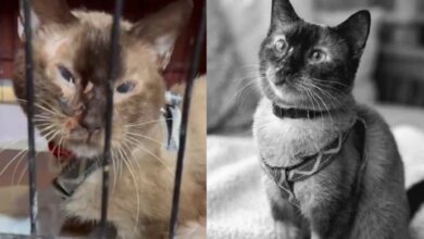 Muere Félix, el gato que sobrevivió 37 días bajo los escombros del terremoto en La Guaira