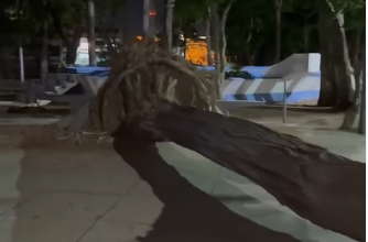 Una persona fallecida y dos heridos deja la caída de un árbol en Cumaná