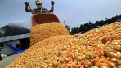 Confeagro activa la siembra de sorgo en tres estados tras pérdidas en el maíz