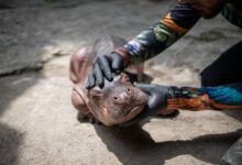 Muere en Colombia la cría de hipopótamo rescatada en Antioquia tras hallarla abandonada