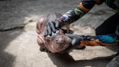 Muere en Colombia la cría de hipopótamo rescatada en Antioquia tras hallarla abandonada