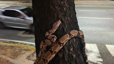 Protección Civil Baruta rescata y reubica una boa constrictor hallada en Las Mercedes