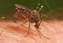 Italia registra 51 muertes y 657 casos de virus del Nilo Occidental