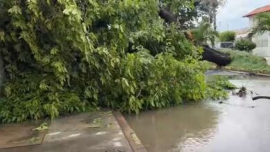 Temporal en Aragua deja calles inundadas, fallas eléctricas y 17 árboles caídos