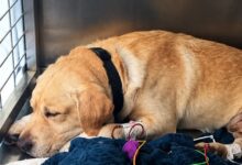 Fallece en España el perro rescatista Quino tras enfermar al regresar de su misión en La Guaira