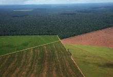 La Corte Suprema elimina las restricciones a la compra de tierras por extranjeros en Argentina