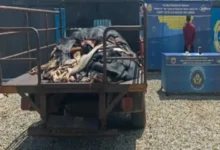 PNB confisca 27 pieles de ganado y arresta a un hombre en Barinas
