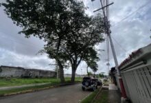 En Los Godos II piden poda de árboles y atención a guayas que echan chispas
