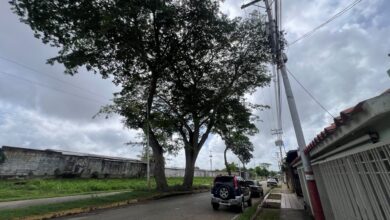En Los Godos II piden poda de árboles y atención a guayas que echan chispas