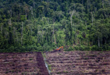 El 95,85% de los incendios forestales en Indonesia ocurren en plantaciones de palma aceitera