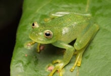 Descubren una nueva especie de rana de cristal en el Cerrado de Brasil
