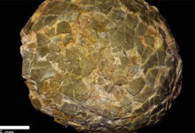 Misterio resuelto: así incubaban sus huevos los titanosaurios en el frío sur de Argentina