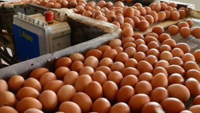 Venezuela produce el 100% del pollo y huevo que consume