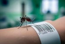 El virus del Nilo Occidental deja 54 muertos en Italia: ya suman 700 casos confirmados