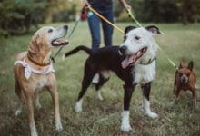 La OMS confirma que Chile es el primer país de Sudamérica en eliminar la rabia transmitida por perros