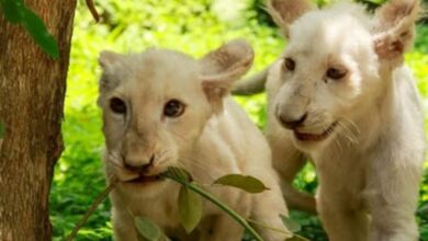 Leones blancos de Maracay crecen sanos en el Zoológico Las Delicias