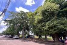 Residentes de Los Pinos alertan sobre árboles en riesgo de colapsar sobre el tendido eléctrico