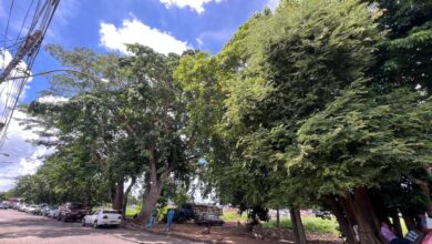 Residentes de Los Pinos alertan sobre árboles en riesgo de colapsar sobre el tendido eléctrico