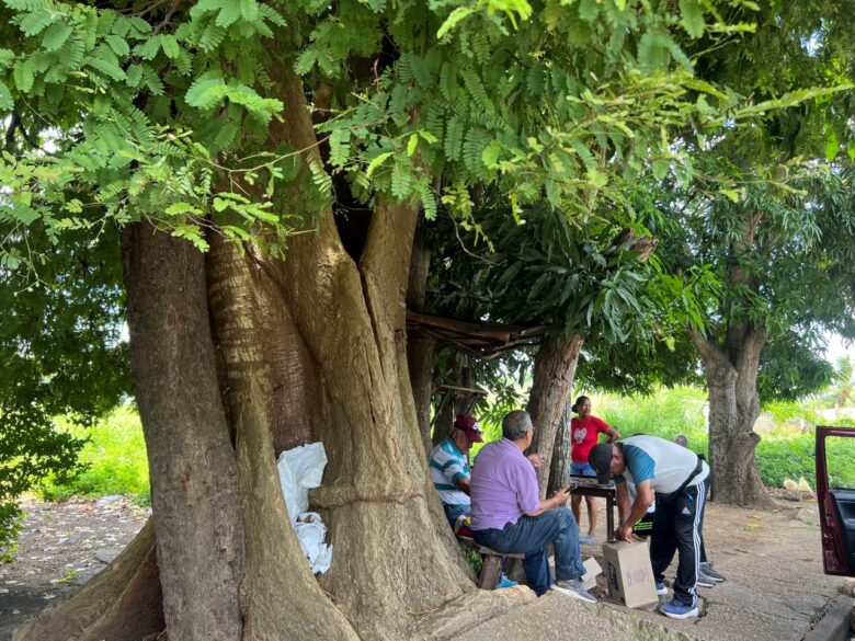 Residentes de Los Pinos alertan sobre árboles en riesgo de colapsar sobre el tendido eléctrico