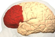 Alzhéimer, párkinson, esquizofrenia y bipolaridad: el atlas cerebral que revela sus vías moleculares