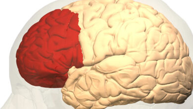 Alzhéimer, párkinson, esquizofrenia y bipolaridad: el atlas cerebral que revela sus vías moleculares