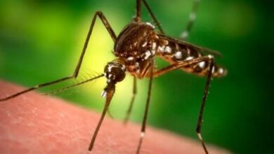 Italia confirma 41 muertes y 594 casos de virus del Nilo Occidental