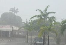 Lluvias en Carabobo dejan caída de árboles y ramas en varios municipios