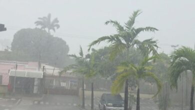 Lluvias en Carabobo dejan caída de árboles y ramas en varios municipios