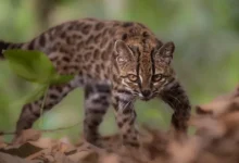 El gato tilcayo: la nueva especie de felino descubierta en los Yungas de Bolivia