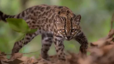 El gato tilcayo: la nueva especie de felino descubierta en los Yungas de Bolivia