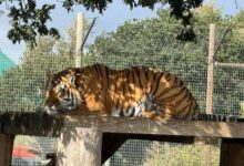Identifican al hombre que falleció tras entrar al hábitat de un tigre