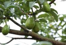 Un bebé muere tras caerle un aguacate en la cabeza