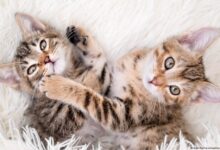 ¿Más gatos, más felicidad? Lo que dice un nuevo estudio en 93 países