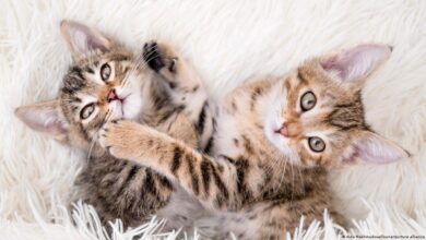 ¿Más gatos, más felicidad? Lo que dice un nuevo estudio en 93 países