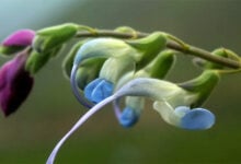 "Salvia messii": la planta de flores celestes que lleva el nombre de Messi