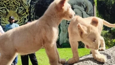 El Zoológico Las Delicias de Maracay presenta a sus nuevos leones