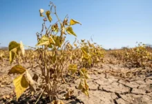 Declaran emergencia nacional en El Salvador por sequía causada por fenómeno El Niño