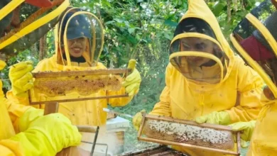 La Academia de Ciencias Agrícolas de Venezuela ensaya dietas proteicas para abejas