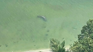 Hallan un manatí sin vida en las orillas del Lago de Maracaibo