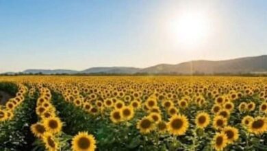 Productores de Portuguesa recibirán 500 dólares por tonelada de girasol