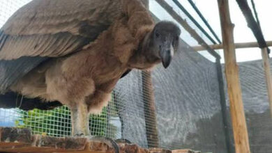 Nace un cóndor andino por incubación artificial en Mérida