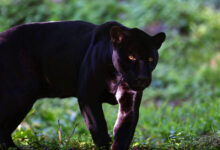 Países Bajos: fallece la cuidadora de animales atacada por una pantera