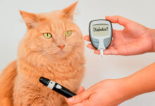 Diabetes en perros y gatos: signos de alerta y cómo tratarla