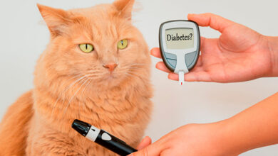 Diabetes en perros y gatos: signos de alerta y cómo tratarla