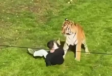 Tragedia en Inglaterra: muere tras irrumpir en el recinto de los tigres de un zoológico