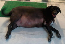 "Fat Dogs of Delhi": el torneo viral que corona al perro más gordo